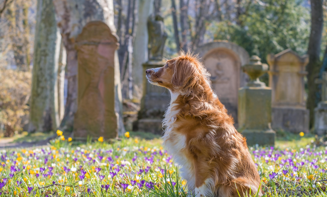 Heartwarming Loss of Dog Memorial Quotes