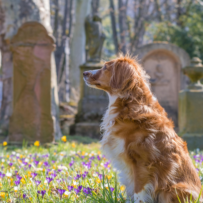 Heartwarming Loss of Dog Memorial Quotes